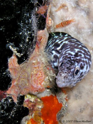 Spotted Moray