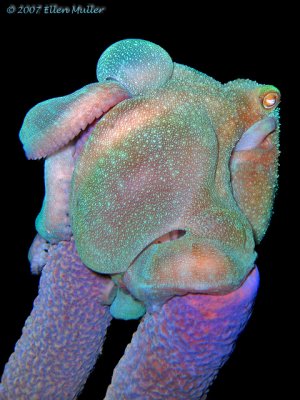 Octo
