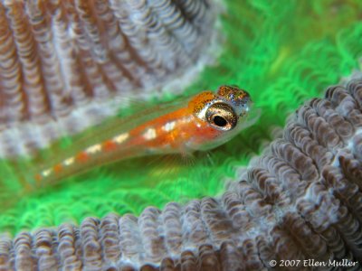 Glass Goby