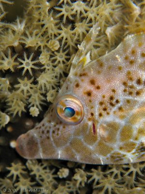 Slender Filefish