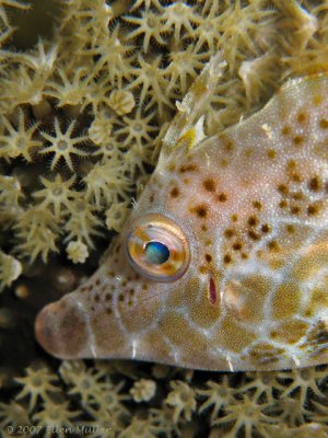 Filefish