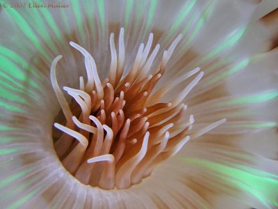 Ceriantharia