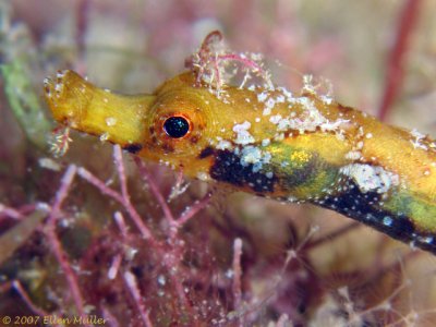 Banded Pipefish