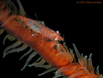 Wire Coral Shrimp