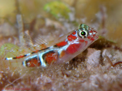 Orangesided Goby