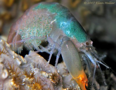 Pistol Shrimp