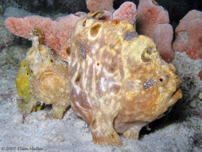 Three Frogfish
