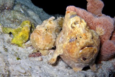 Three Frogfish