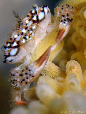 Elkhorn Coral Crab