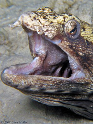 Spotted Snake Eel