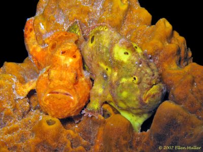 Frogfish Pair