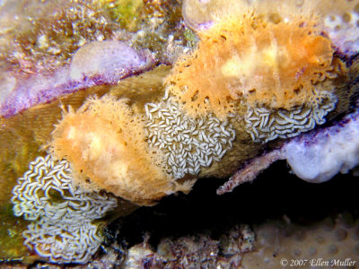 Tufted Nudibranchs Laying Eggs