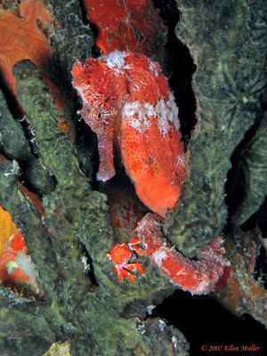Pier Seahorse