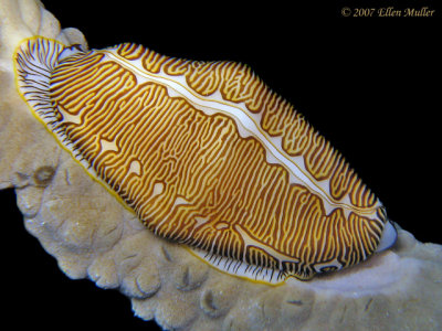 fingerprint cyphoma