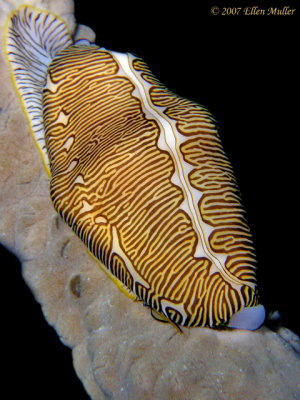 Cyphoma signatum