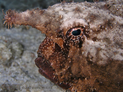 Shortnose