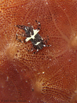 Trapania sp