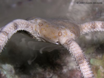 Brittle Star Spawning