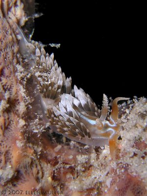 Phidiana lynceus