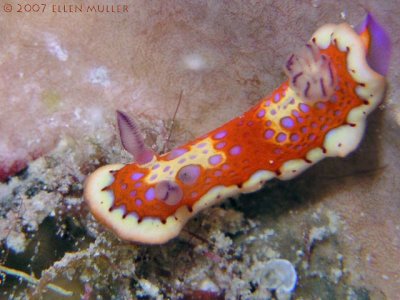 Chromodoris clenchi
