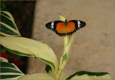 Orange Black Butterfly.jpg