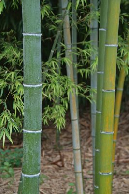 Bamboo bush.jpg