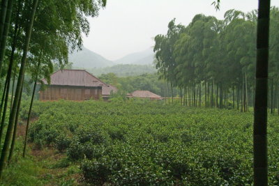 Tea plant in front of bamboo house.jpg