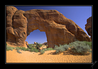 Pine Tree Arch