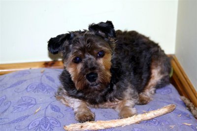 My stick 3.JPG