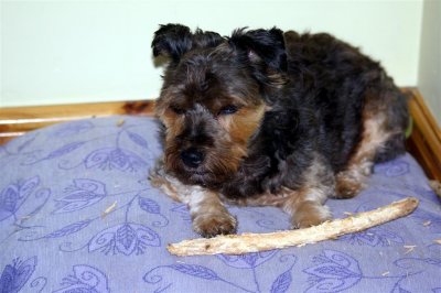 My stick 4.JPG