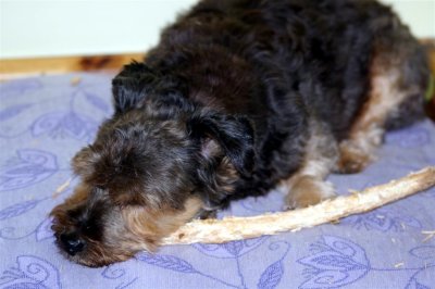 My stick 7.JPG