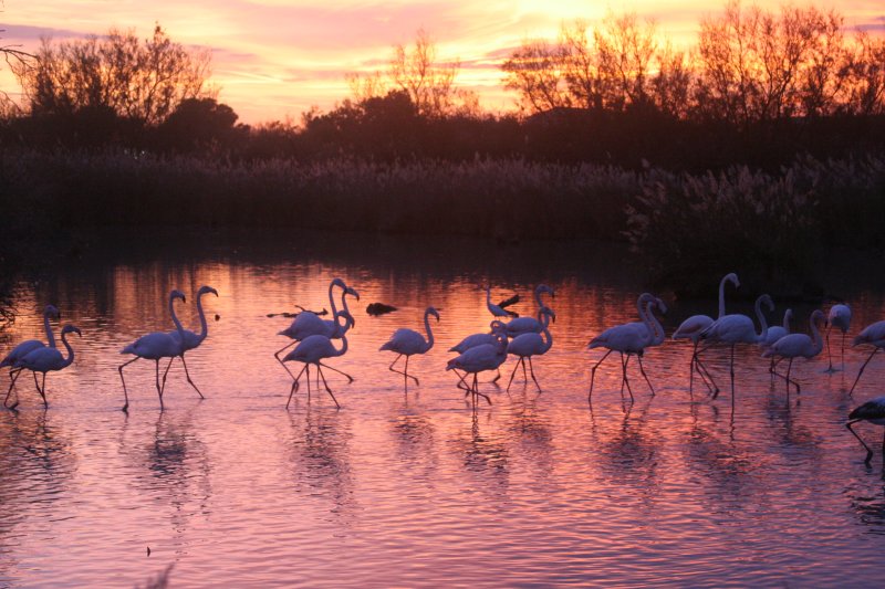 Flamingos in Saintes Marie 2