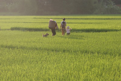 Fields at sunset