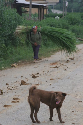 Young Hmong and a dog
