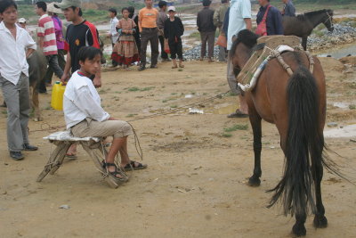 Horse selling in Bac ha