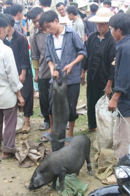 Pig selling