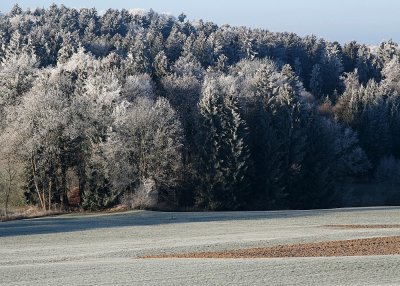 Biecht - Rauhreif - White Frost