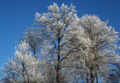 Biecht - Rauhreif - White Frost