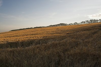 IMG_5329.1.jpg