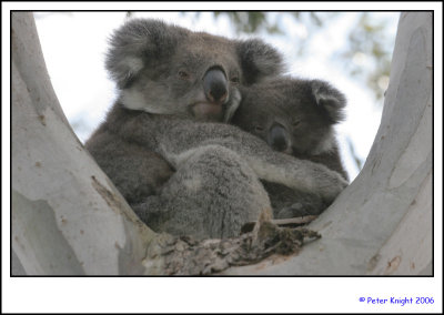 06-10-13 Otway Koalas 4713_s.jpg