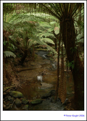 06-10-14 Melba Gully rainforest P1060564_s.jpg