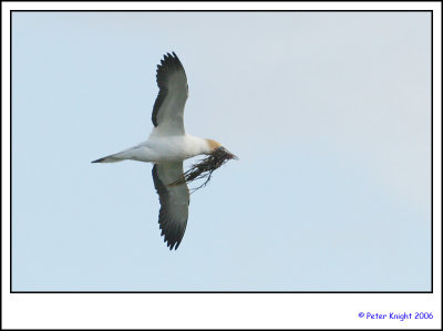 06-10-20 Australasian Gannet with nesting material 2 5930_s.jpg