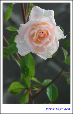 06-11-03 Rose 5394_s.jpg