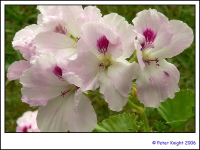 06-11-12 Geraniums 1060739_s.jpg