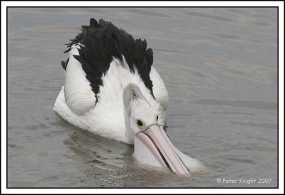 Australian Pelican_9848_w.jpg