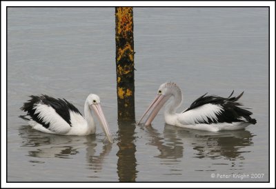 Australian Pelican_9854_w.jpg