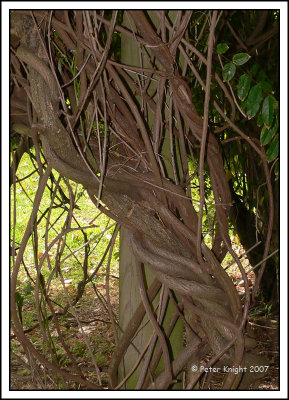 07-01-13 Twisteria P1070488_w.jpg