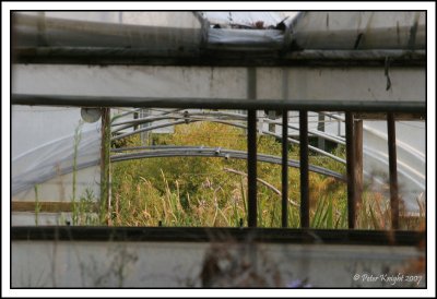 07-01-18 Neglected nursery IMG_0641_w.jpg