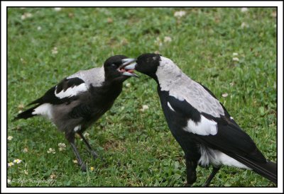 07-01-22 Gulp IMG_2960_w.jpg