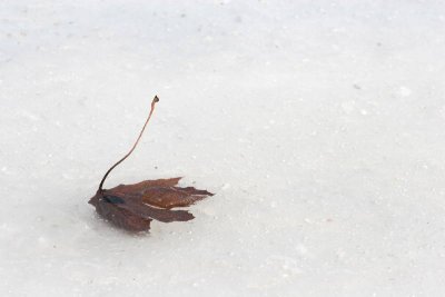 10 Mar Leaf in ice.JPG